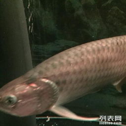 青龍魚(yú)是風(fēng)水魚(yú)嗎