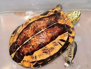 飼養(yǎng)黃額閉殼龜違法嗎