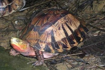 飼養(yǎng)黃額閉殼龜違法嗎