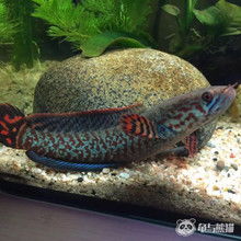 魚頭像蛇頭魚是什么魚