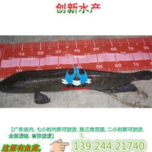 魚頭像蛇頭魚是什么魚