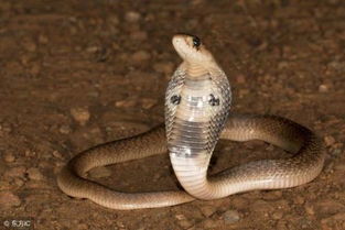 銀環蛇和眼鏡蛇哪個毒