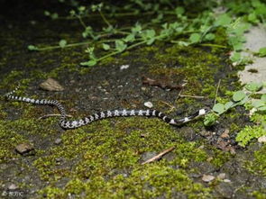 銀環蛇和眼鏡蛇哪個毒