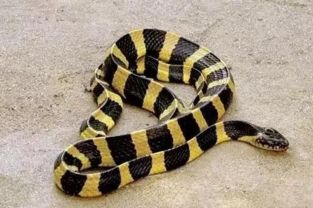 銀環蛇和金環蛇哪個毒