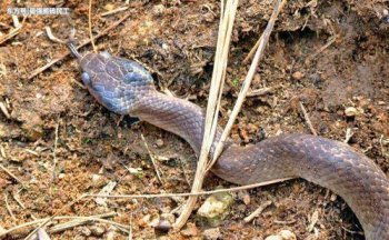 銀環蛇進家什么預兆