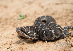 銀環蛇進家什么預兆