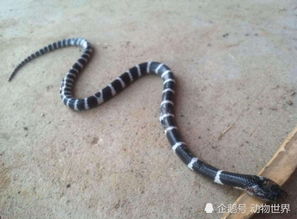 銀環蛇進家什么預兆