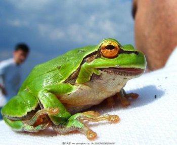 青蛙有毒的嗎