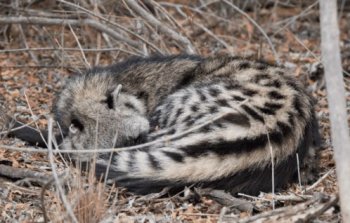 麝香貓是果子貍嗎