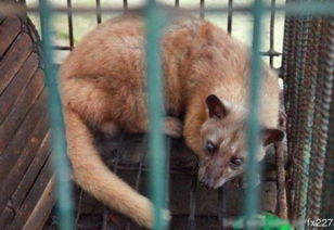 麝香貓是果子貍嗎