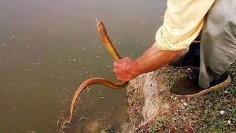 3月份黃鱔可以釣嗎