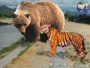 東北虎和棕熊誰厲害