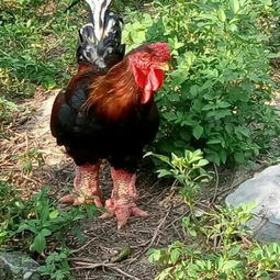 東濤雞苗哪里有賣