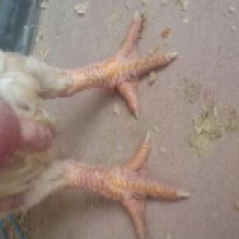 東濤雞苗哪里有賣