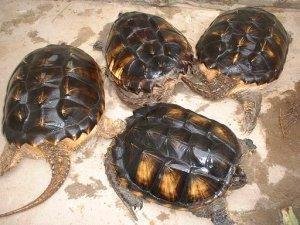 佛鱷龜怎么養才爆刺