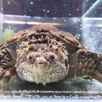 佛鱷龜怎么養才爆刺