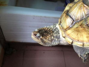 佛鱷龜怎么養才爆刺