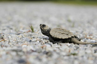 佛鱷龜怎么養才爆刺