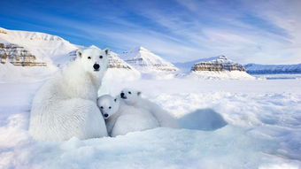 北極熊生活在南極還是北極