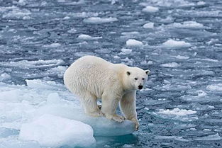 北極熊生活在南極還是北極