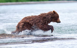 北極熊和棕熊哪個大