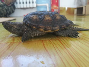 北美鱷龜和雜佛哪個兇