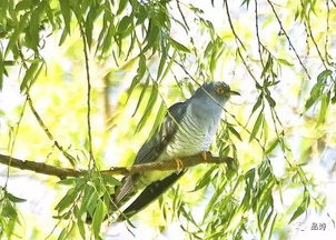 布谷鳥叫有什么征兆