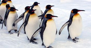 帝企鵝活多久