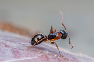 弓背蟻咬人有毒嗎