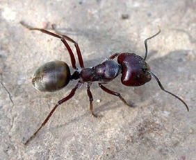 弓背蟻咬人有毒嗎