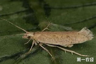 弓背蟻幼蟲多長時間成蟲