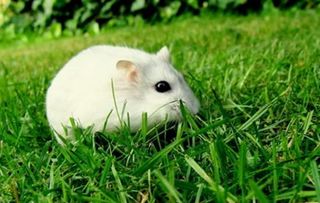 當小白鼠什么意思