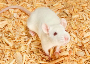 當小白鼠什么意思