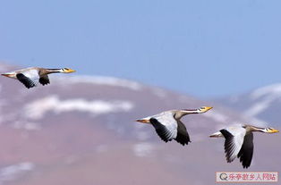 斑頭雁是幾級保護動物
