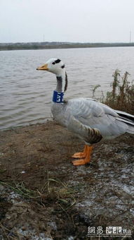 斑頭雁是幾級保護動物