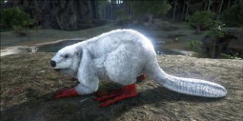 方舟河貍有什么用