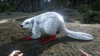 方舟河貍窩在哪