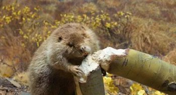 河貍是什么動物