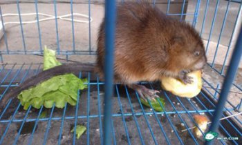 河貍鼠是幾級保護動物