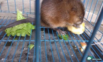 河貍鼠是幾級保護動物