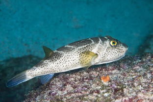 河豚是淡水魚還是咸水魚