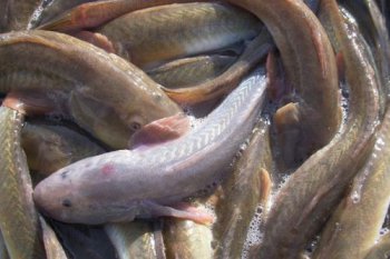 河豚是淡水魚還是咸水魚