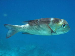 河豚是淡水魚還是咸水魚