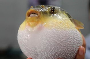 河豚是淡水魚還是咸水魚