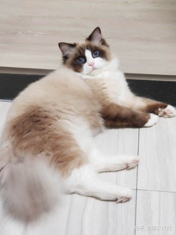 浣熊可以當(dāng)寵物養(yǎng)嗎