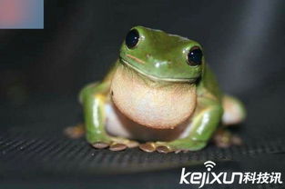 洞螈能養(yǎng)嗎