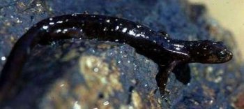 洞螈能養(yǎng)嗎