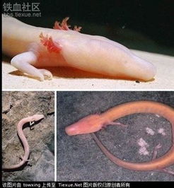 洞螈能養(yǎng)嗎