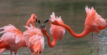 火烈鳥生活在哪里