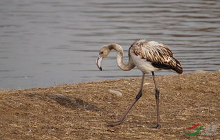 火烈鳥生活在哪里